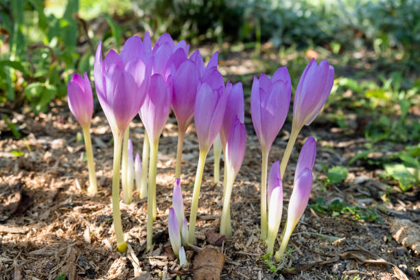krásné podzimní krokusy za slunečného dne (colchicum autumnale). uzavřít. - ocún-jesenní - stock snímky, obrázky a fotky
