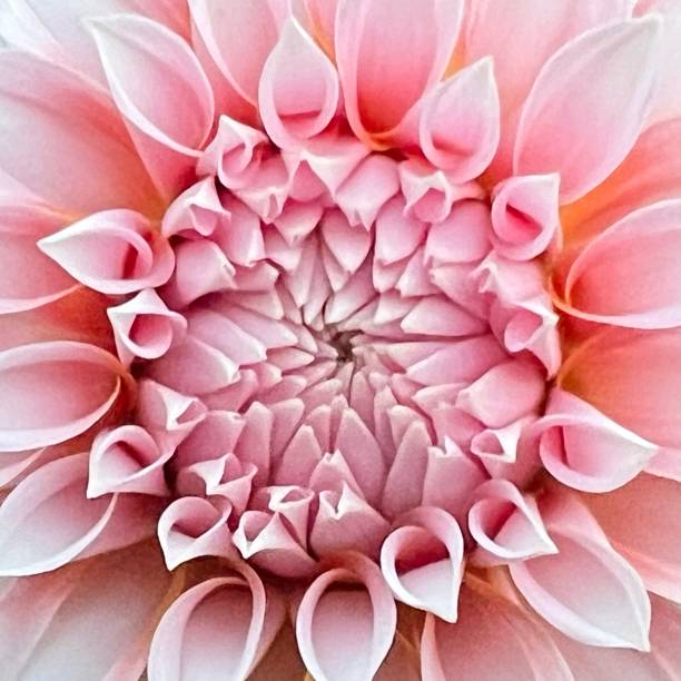 istock Pink Dahlia flower Head 1681567354