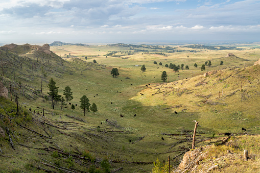 late summer scenery of a valley in Nebraska National Forest near Chadron with a cattle