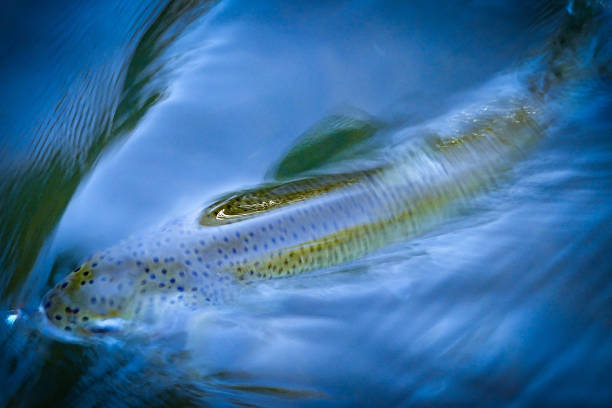 Rainbow trout caught on a fly in the Boise River, Idaho stock photo