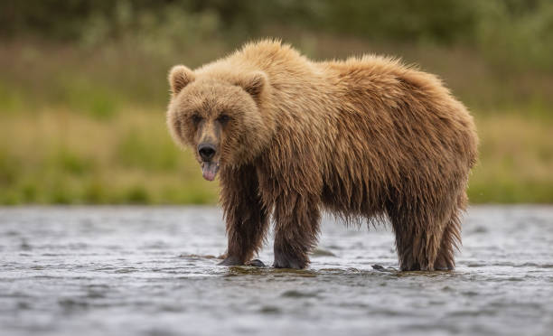 istock Brown Bear in Alaska 1681627929