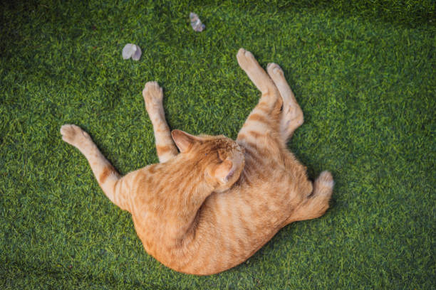 istock the ginger cat rolls in the grass 1681651715