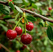 ripe cherry berries on a branch with raindrops in the garden