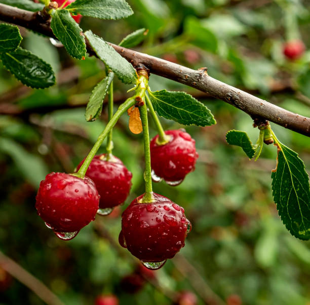 dojrzałe jagody wiśni na gałęzi z kroplami deszczu w ogrodzie - cherry cherry tree tree fruit zdjęcia i obrazy z banku zdjęć