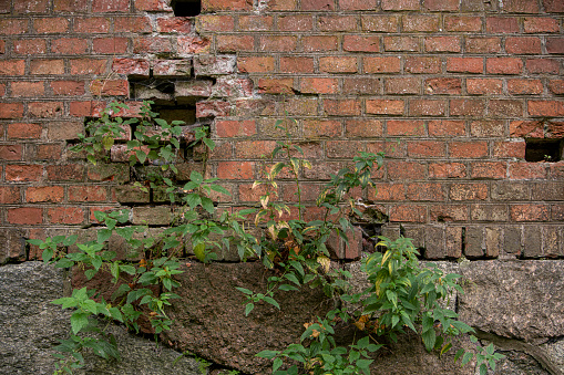 Plants growing out the holes of an old red brick wall.