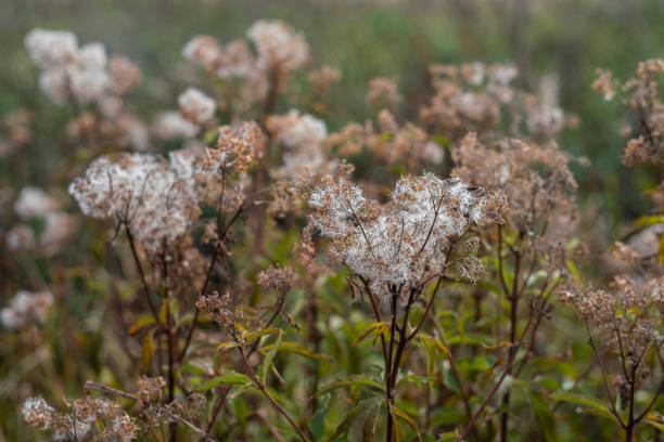 Herbs and grass in the field on an autumn day.