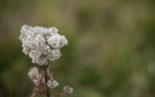 In the field on an autumn day, a fluffy herb is seen close up.