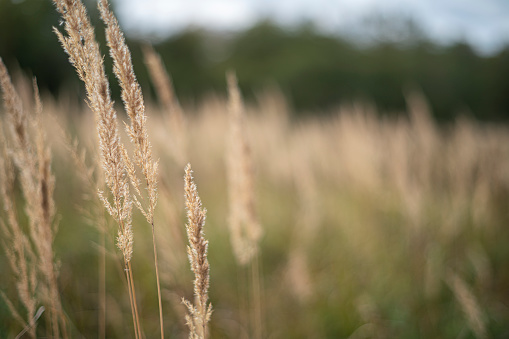 A field of dry autumn grass in the countryside.