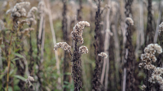 Herbs and grass in the field on an autumn day.