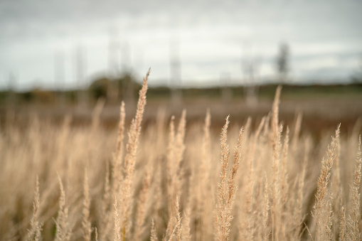 A field of dry grass on a gloomy autumn day in Kaliningrad Region, Russia.