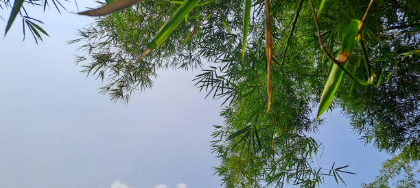 istock green bamboo leaves and the blue sky 1681656185