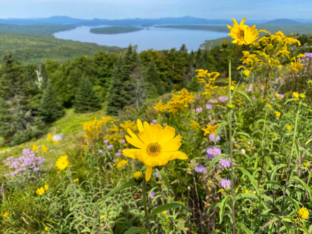 istock Beautiful lake view with wild flowers 1681657109