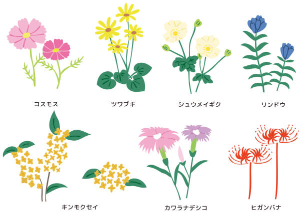 wildblumen blühen im herbst - prachtnelke stock-grafiken, -clipart, -cartoons und -symbole