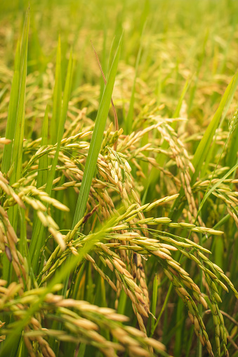 Rice field in beautiful sunrise.