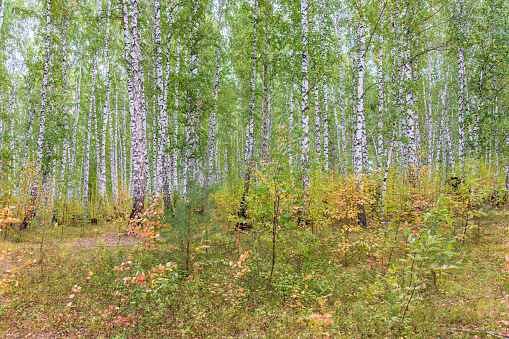 Birch trees on lawn hill in Norway.