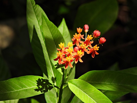 Plant is popular in butterfly gardens.\nOther common names include bloodflower or blood flower, cotton bush, hierba de la cucaracha, Mexican butterfly weed, redhead, scarlet milkweed, and wild ipecacuanha.