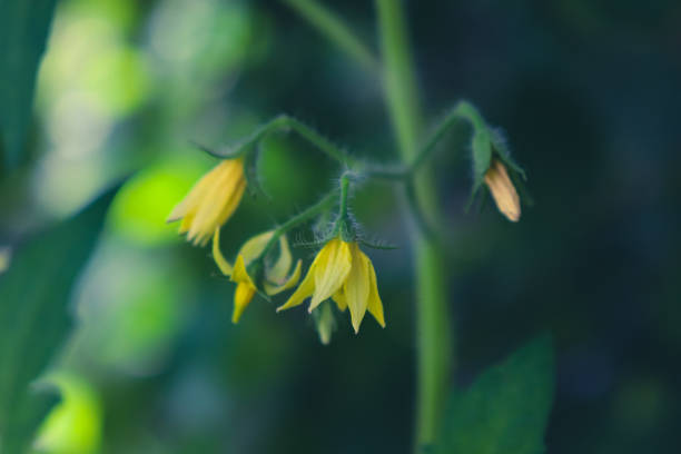 Bunch of yellow flowers of tomato blooming in greenhouse, illuminated by soft daylight. blurred stem and leaves in the background