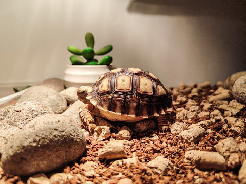 Land tortoise in grass in home garden