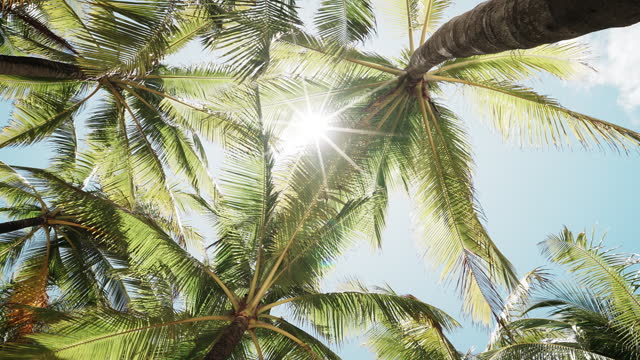 Moving shot of sunlight shining through coconut palm trees.