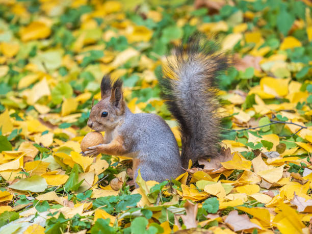 istock Autumn squirrel with nut sits on green grass with fallen yellow leaves 1681761734