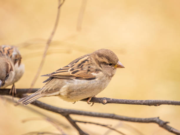 istock Sparrow sits on a branch without leaves. 1681761773