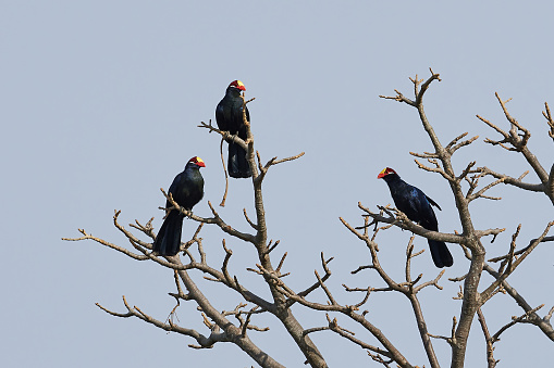 Violet turaco in its natural habitat in Yhe Gambia