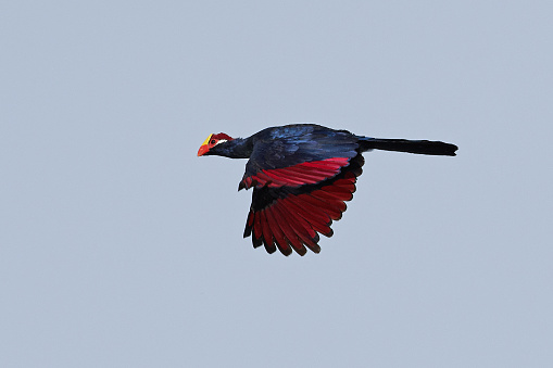 Violet turaco in flight in its natural habitat in The Gambia