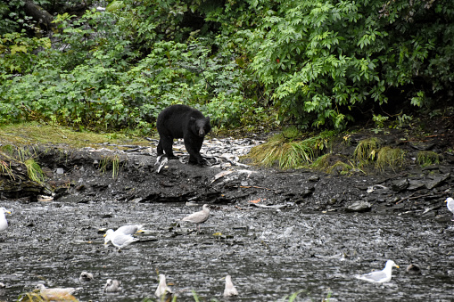 The black bear feast on the spawning salmon. Thousands of salmon return to the spawning grounds every year. The black bear feast on these salmon in preparation for winter hibernation.