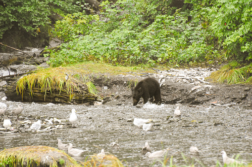 The black bear feast on the spawning salmon. Thousands of salmon return to the spawning grounds every year. The black bear feast on these salmon in preparation for winter hibernation.
