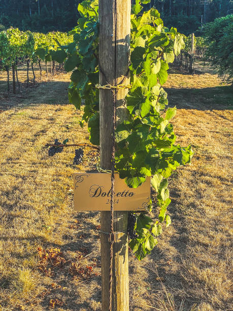 istock Grapes growing on the Vine 1681763928