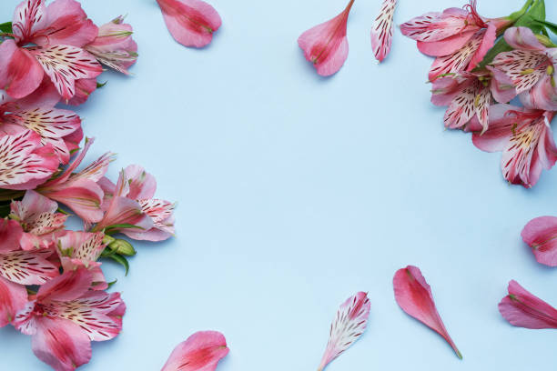istock Beautiful Alstroemeria flowers on blue background 1681763944