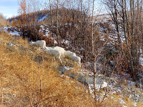 The Dall sheep have come down from the rocky Chugach cliffs to search for the last seeds.  Digging in the late fall snow, these sheep are storing up for the lean winter months ahead.