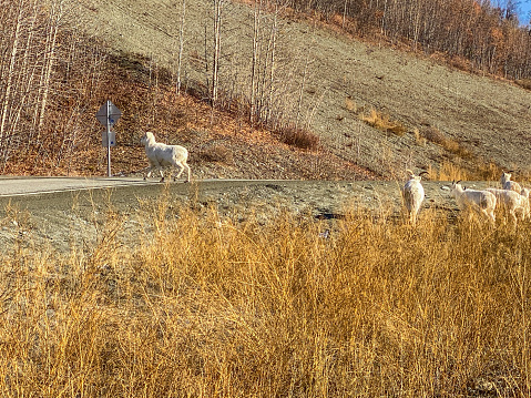 In an unusual occurrence, A group of dall sheep leave the cliffs to venture down the mountain to eat the last of the seed pods in fall. The sheep are foraging and gorging on the seeds. Many seeds end up sticking to their coats. After getting spooked these ewes make their way across the road.