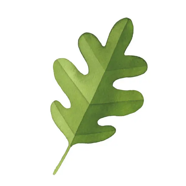 Vector illustration of Watercolor Green Oak Leaf