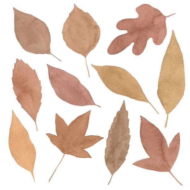 ilustrações de stock, clip art, desenhos animados e ícones de watercolor autumn leaves - leaf paper autumn textured