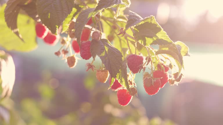 Red ripe raspberries on a branch of a raspberry bush in the summer