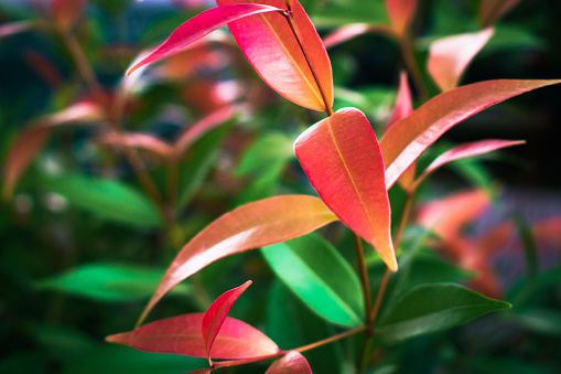 Close up of red and green leaves in the garden, beautiful background.