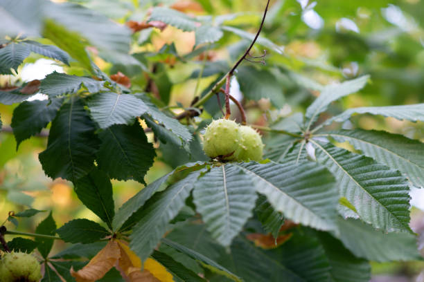 istock Chestnut leaves, green nature background, ecology 1681790617
