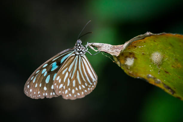 istock butterfly in the garden 1681800240