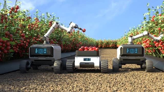 Robot is picking tomatoes in a tomato garden, Agricultural robots work in smart farms