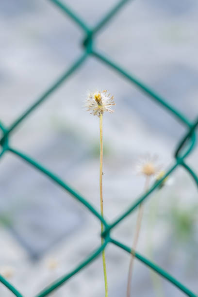 istock Tiny withered flower photograph through the metal mesh fence. 1681800795
