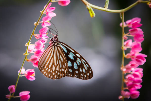 istock butterfly in the garden 1681801309