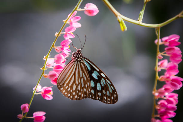istock butterfly in the garden 1681802350