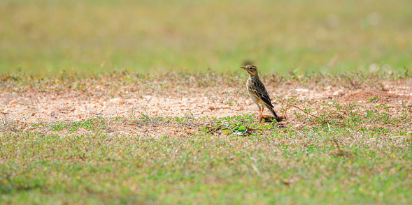 Oriental pipit trekking on the grassland in the middle of a very hot day.