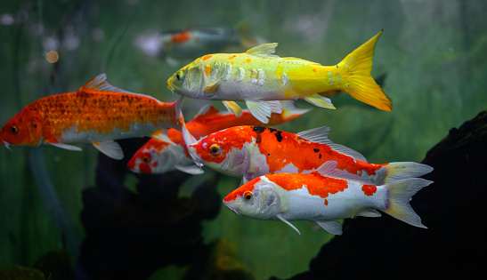Beautiful koi carp fishes swimming in a freshwater aquarium tank in Dharmapala Park, Galle.