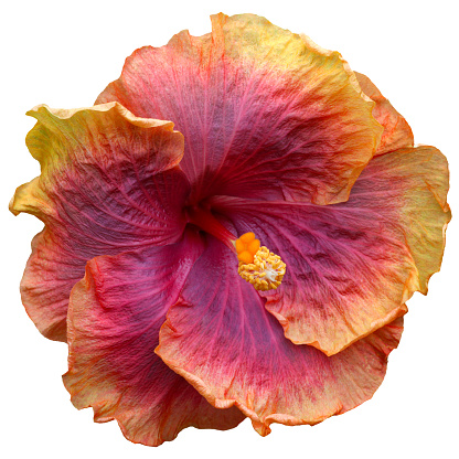 Beautiful real  tropical hibiscus, Hibiscus rosa sinensis flower head on a white isolated background