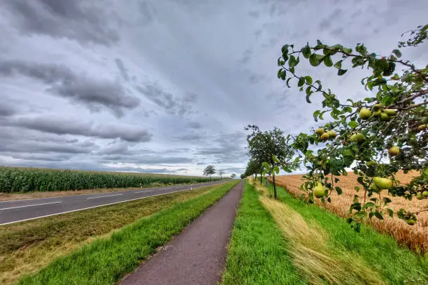Pear trees along road and bikepath through agricultural landscape in Germany.
