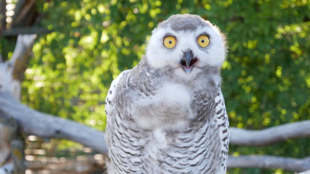 Wildlife encounter: Owl's comical reactions captured on camera, highlighting its surprising and amusing expressions