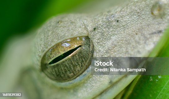 istock Chunam Tree frog eye closeup macro photo, moist and shiny frog eyes. 1681839382