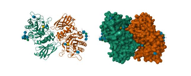 substrato alfa-galactosidase humano ligado - célula alfa - fotografias e filmes do acervo